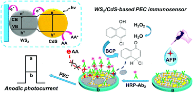 Graphical abstract: WS2 nanosheets-sensitized CdS quantum dots heterostructure for photoelectrochemical immunoassay of alpha-fetoprotein coupled with enzyme-mediated biocatalytic precipitation