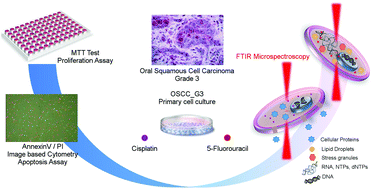Graphical abstract: In vitro FTIR microspectroscopy analysis of primary oral squamous carcinoma cells treated with cisplatin and 5-fluorouracil: a new spectroscopic approach for studying the drug–cell interaction