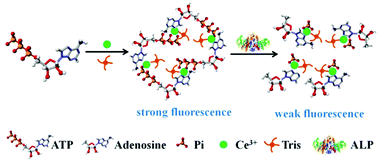 Graphical abstract: Fluorescence assay for alkaline phosphatase based on ATP hydrolysis-triggered dissociation of cerium coordination polymer nanoparticles