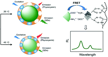 Graphical abstract: Thermosensitive molecularly imprinted core–shell CdTe quantum dots as a ratiometric fluorescence nanosensor for phycocyanin recognition and detection in seawater