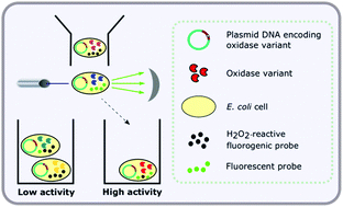 Graphical abstract: Ultra-high throughput functional enrichment of large monoamine oxidase (MAO-N) libraries by fluorescence activated cell sorting