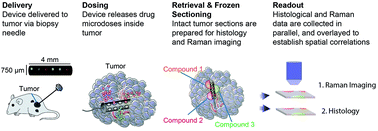 Graphical abstract: In vivo detection of drug-induced apoptosis in tumors using Raman spectroscopy