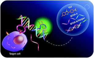 Graphical abstract: A light-up fluorescence assay for tumor cell detection based on bifunctional split aptamers
