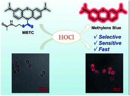 Graphical abstract: An S-alkyl thiocarbamate-based biosensor for highly sensitive and selective detection of hypochlorous acid