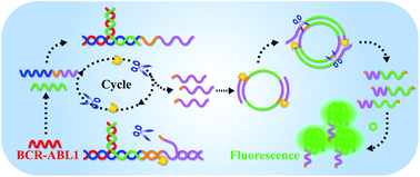 Graphical abstract: A simple fluorescence biosensing strategy for ultrasensitive detection of the BCR–ABL1 fusion gene based on a DNA machine and multiple primer-like rolling circle amplification