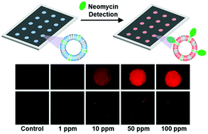 Graphical abstract: Design of a simple paper-based colorimetric biosensor using polydiacetylene liposomes for neomycin detection