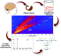 Graphical abstract: Ion mobility mass spectrometry provides novel insights into the expression and structure of gangliosides in the normal adult human hippocampus
