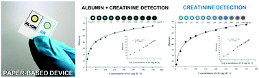 Graphical abstract: A novel paper-based colorimetry device for the determination of the albumin to creatinine ratio