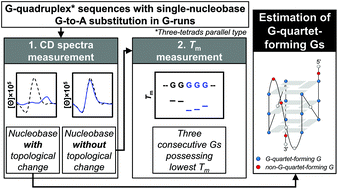 Graphical abstract: Estimation of G-quartet-forming guanines in parallel-type G-quadruplexes by optical spectroscopy measurements of their single-nucleobase substitution sequences