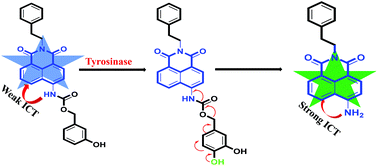 Graphical abstract: A highly selective naphthalimide-based ratiometric fluorescent probe for the recognition of tyrosinase and cellular imaging