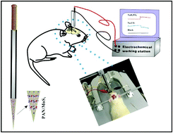 Graphical abstract: Monitoring of pH changes in a live rat brain with MoS2/PAN functionalized microneedles