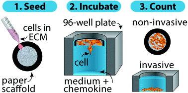 Graphical abstract: Paper-based Transwell assays: an inexpensive alternative to study cellular invasion