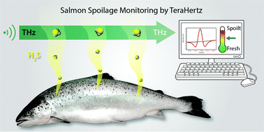Graphical abstract: Monitoring of food spoilage by high resolution THz analysis