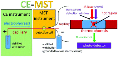 Graphical abstract: On-line coupling between capillary electrophoresis and microscale thermophoresis (CE–MST); the proof-of-concept