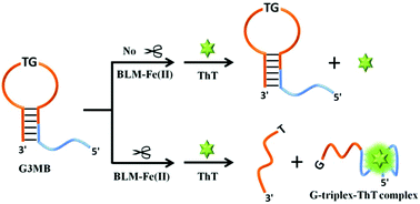 Graphical abstract: A G-triplex based molecular beacon for label-free fluorescence “turn-on” detection of bleomycin