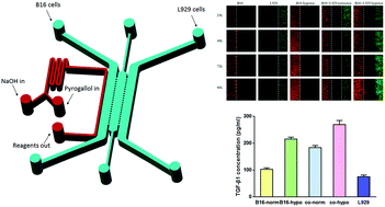 Graphical abstract: Interaction study of cancer cells and fibroblasts on a spatially confined oxygen gradient microfluidic chip to investigate the tumor microenvironment