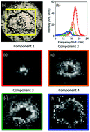 Graphical abstract: Hyperspectral analysis applied to micro-Brillouin maps of amyloid-beta plaques in Alzheimer's disease brains