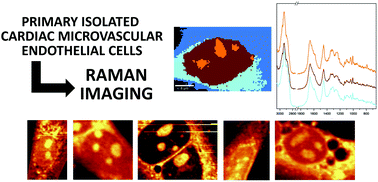 Graphical abstract: Raman spectroscopic features of primary cardiac microvascular endothelial cells (CMECs) isolated from the murine heart