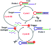 Graphical abstract: Exonuclease III-assisted multiple cycle amplification for the sensitive detection of DNA with zero background signal
