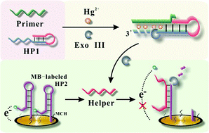 Graphical abstract: Ultrasensitive electrochemical detection of Hg2+ based on an Hg2+-triggered exonuclease III-assisted target recycling strategy