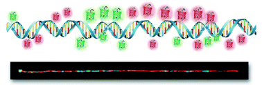 Graphical abstract: Single-molecule DNA visualization using AT-specific red and non-specific green DNA-binding fluorescent proteins