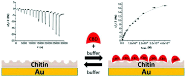 Graphical abstract: Rapid determination of binding parameters of chitin binding domains using chitin-coated quartz crystal microbalance sensor chips