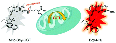 Graphical abstract: A novel mitochondrial-targeting near-infrared fluorescent probe for imaging γ-glutamyl transpeptidase activity in living cells