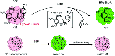 Graphical abstract: A sensitive and fast responsive fluorescent probe for imaging hypoxic tumors