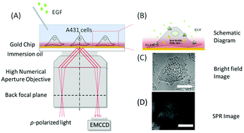Graphical abstract: Label-free imaging of epidermal growth factor receptor-induced response in single living cells