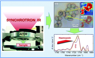 Graphical abstract: Synchrotron macro ATR-FTIR microspectroscopy for high-resolution chemical mapping of single cells