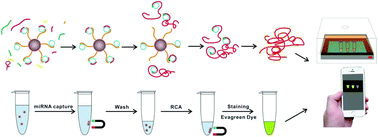 Graphical abstract: A fishhook probe-based rolling circle amplification (FP-RCA) assay for efficient isolation and detection of microRNA without total RNA extraction