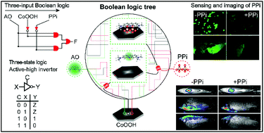 Graphical abstract: The Boolean logic tree of molecular self-assembly system based on cobalt oxyhydroxide nanoflakes for three-state logic computation, sensing and imaging of pyrophosphate in living cells and in vivo