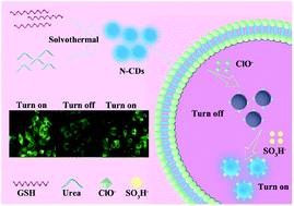Graphical abstract: “ON–OFF–ON” fluorescent probes based on nitrogen-doped carbon dots for hypochlorite and bisulfite detection in living cells