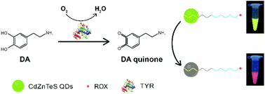 Graphical abstract: Simple construction of ratiometric fluorescent probe for the detection of dopamine and tyrosinase by the naked eye