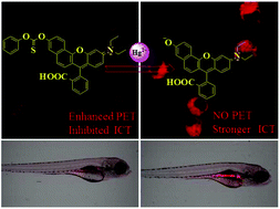 Graphical abstract: A carbonothioate-based far-red fluorescent probe for the specific detection of mercury ions in living cells and zebrafish