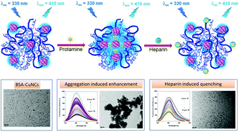 Graphical abstract: Reversible fluorescence modulation of BSA stabilised copper nanoclusters for the selective detection of protamine and heparin