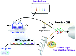 Graphical abstract: Ligand–protein target screening from cell matrices using reactive desorption electrospray ionization-mass spectrometry via a native-denatured exchange approach