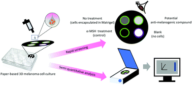 Graphical abstract: In situ paper-based 3D cell culture for rapid screening of the anti-melanogenic activity
