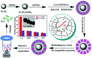Graphical abstract: Fabrication and evaluation of molecularly imprinted magnetic nanoparticles for selective recognition and magnetic separation of lysozyme in human urine