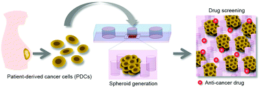 Graphical abstract: Formation of size-controllable tumour spheroids using a microfluidic pillar array (μFPA) device