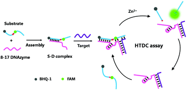 Graphical abstract: A hybridization-triggered DNAzyme cascade assay for enzyme-free amplified fluorescence detection of nucleic acids