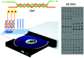 Graphical abstract: Digital versatile discs as platforms for multiplexed genotyping based on selective ligation and universal microarray detection
