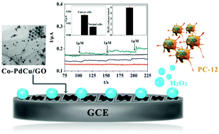 Graphical abstract: Direct growth of ordered PdCu and Co doped PdCu nanoparticles on graphene oxide based on a one-step hydrothermal method for ultrasensitive sensing of H2O2 in living cells