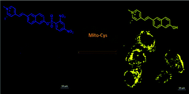 Graphical abstract: A two-photon ratiometric fluorescent probe for highly selective sensing of mitochondrial cysteine in live cells