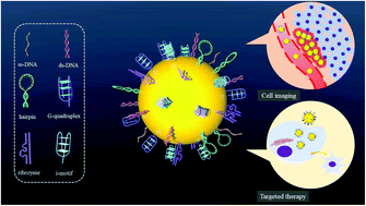 Graphical abstract: Gold nanoparticle based fluorescent oligonucleotide probes for imaging and therapy in living systems