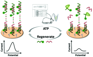 Graphical abstract: Aptamer superstructure-based electrochemical biosensor for sensitive detection of ATP in rat brain with in vivo microdialysis
