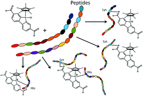 Graphical abstract: Structural analysis of peptides modified with organo-iridium complexes, opportunities from multi-mode fragmentation