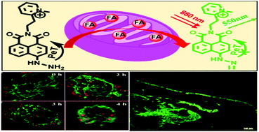 Graphical abstract: A two-photon fluorescent probe for basal formaldehyde imaging in zebrafish and visualization of mitochondrial damage induced by FA stress