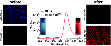 Graphical abstract: An ultra-sensitive and ratiometric fluorescent probe based on the DTBET process for Hg2+ detection and imaging applications