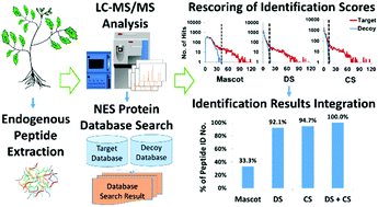 Graphical abstract: An improved scoring method for the identification of endogenous peptides based on the Mascot MS/MS ion search
